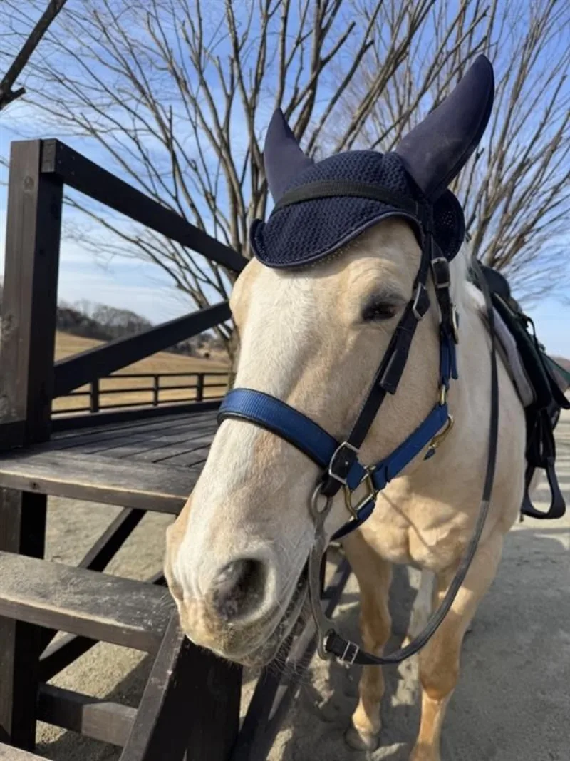 馬場でたたずむ一頭の馬